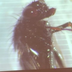 Ephydridae (family) (Shore or Brine fly) at Bega, NSW - 17 Aug 2019 by c.p.polec@gmail.com