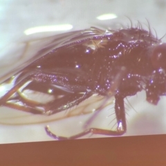 Ephydridae (family) at Bega River Bioblitz - 17 Aug 2019