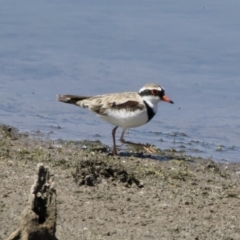 Charadrius melanops (Black-fronted Dotterel) at Michelago, NSW - 28 Oct 2018 by Illilanga
