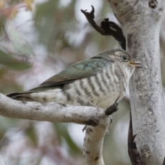 Chrysococcyx lucidus (Shining Bronze-Cuckoo) at Illilanga & Baroona - 9 Dec 2018 by Illilanga