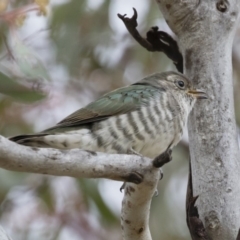 Chrysococcyx lucidus (Shining Bronze-Cuckoo) at Michelago, NSW - 9 Dec 2018 by Illilanga
