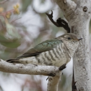 Chrysococcyx lucidus at Michelago, NSW - 9 Dec 2018