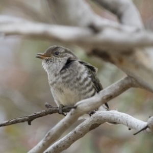 Chrysococcyx lucidus at Michelago, NSW - 9 Dec 2018