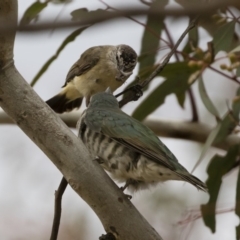 Chrysococcyx lucidus at Michelago, NSW - 9 Dec 2018