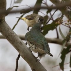 Acanthiza chrysorrhoa at Michelago, NSW - 9 Dec 2018