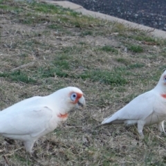 Cacatua tenuirostris (Long-billed Corella) at Hughes, ACT - 26 Aug 2019 by JackyF