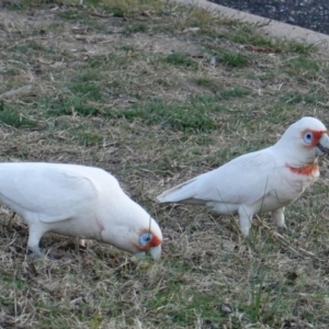 Cacatua tenuirostris at Hughes, ACT - 26 Aug 2019 05:08 PM