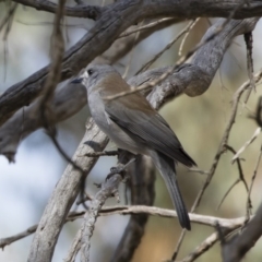 Colluricincla harmonica (Grey Shrikethrush) at Illilanga & Baroona - 18 Apr 2019 by Illilanga