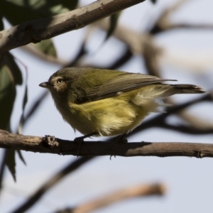 Smicrornis brevirostris at Michelago, NSW - 7 Jul 2019