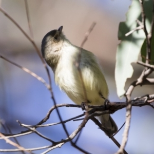 Smicrornis brevirostris at Michelago, NSW - 7 Jul 2019