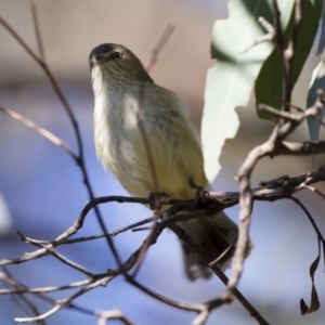 Smicrornis brevirostris at Michelago, NSW - 7 Jul 2019 09:57 AM