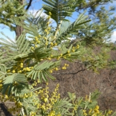 Acacia dealbata (Silver Wattle) at Rugosa - 26 Aug 2019 by SenexRugosus