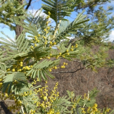 Acacia dealbata (Silver Wattle) at Yass River, NSW - 26 Aug 2019 by SenexRugosus