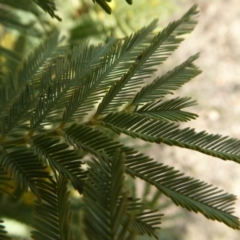 Acacia dealbata at Yass River, NSW - 26 Aug 2019 03:33 PM