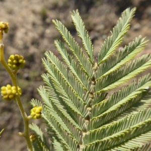 Acacia dealbata at Yass River, NSW - 26 Aug 2019 03:33 PM