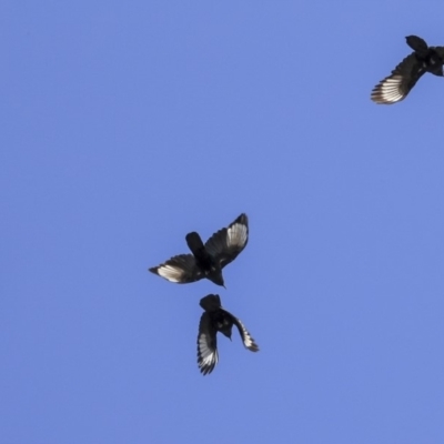 Corcorax melanorhamphos (White-winged Chough) at Bruce Ridge to Gossan Hill - 25 Aug 2019 by AlisonMilton