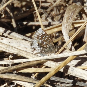 Theclinesthes serpentata at Fyshwick, ACT - 23 Aug 2019 01:13 PM