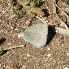 Zizina otis (Common Grass-Blue) at Fyshwick, ACT - 23 Aug 2019 by MatthewFrawley