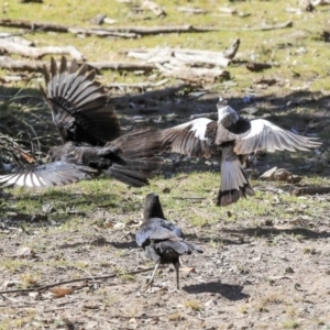 Corcorax melanorhamphos at Bruce, ACT - 25 Aug 2019 01:30 PM