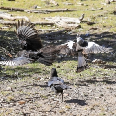 Corcorax melanorhamphos (White-winged Chough) at Bruce, ACT - 25 Aug 2019 by AlisonMilton