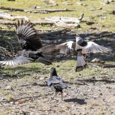 Corcorax melanorhamphos (White-winged Chough) at Bruce Ridge to Gossan Hill - 25 Aug 2019 by AlisonMilton