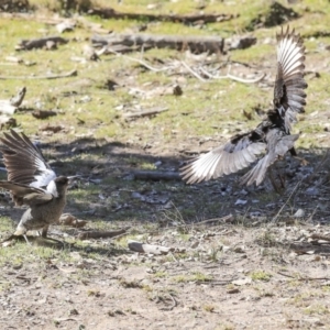 Corcorax melanorhamphos at Bruce, ACT - 25 Aug 2019 01:30 PM