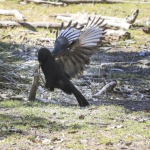 Corcorax melanorhamphos at Bruce, ACT - 25 Aug 2019