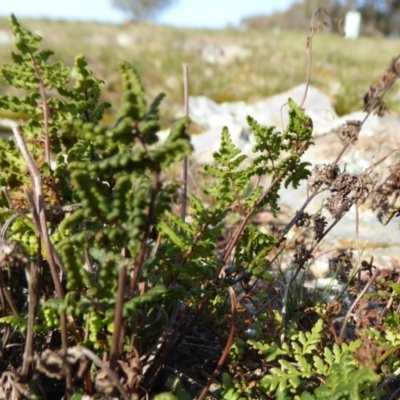 Cheilanthes sieberi (Rock Fern) at Yass River, NSW - 26 Aug 2019 by SenexRugosus