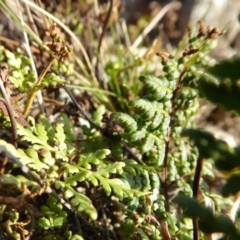 Cheilanthes sieberi at Yass River, NSW - 26 Aug 2019