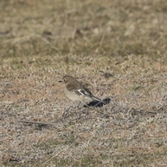 Petroica phoenicea (Flame Robin) at Rendezvous Creek, ACT - 24 Aug 2019 by AlisonMilton