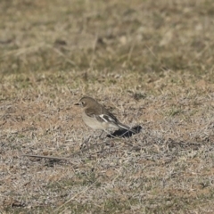 Petroica phoenicea (Flame Robin) at Rendezvous Creek, ACT - 24 Aug 2019 by Alison Milton