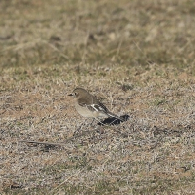 Petroica phoenicea (Flame Robin) at Rendezvous Creek, ACT - 24 Aug 2019 by AlisonMilton