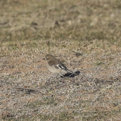 Petroica phoenicea (Flame Robin) at Rendezvous Creek, ACT - 24 Aug 2019 by Alison Milton