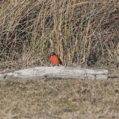 Petroica phoenicea at Rendezvous Creek, ACT - 24 Aug 2019