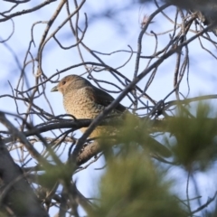 Ptilonorhynchus violaceus (Satin Bowerbird) at Namadgi National Park - 24 Aug 2019 by Alison Milton