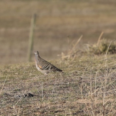 Phaps chalcoptera (Common Bronzewing) at Namadgi National Park - 24 Aug 2019 by Alison Milton