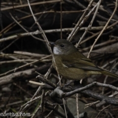 Pachycephala olivacea (Olive Whistler) at Paddys River, ACT - 18 Aug 2019 by BIrdsinCanberra