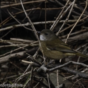 Pachycephala olivacea at Paddys River, ACT - suppressed