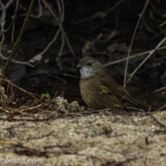 Pachycephala olivacea at Paddys River, ACT - suppressed