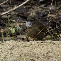 Pachycephala olivacea at Paddys River, ACT - 18 Aug 2019