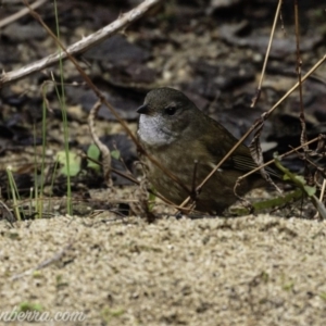 Pachycephala olivacea at Paddys River, ACT - suppressed