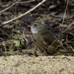 Pachycephala olivacea at Paddys River, ACT - suppressed