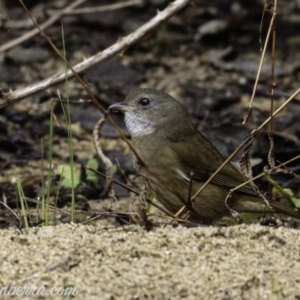 Pachycephala olivacea at Paddys River, ACT - suppressed