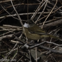 Pachycephala olivacea at Paddys River, ACT - 18 Aug 2019