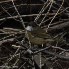 Pachycephala olivacea at Paddys River, ACT - suppressed