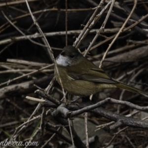 Pachycephala olivacea at Paddys River, ACT - suppressed