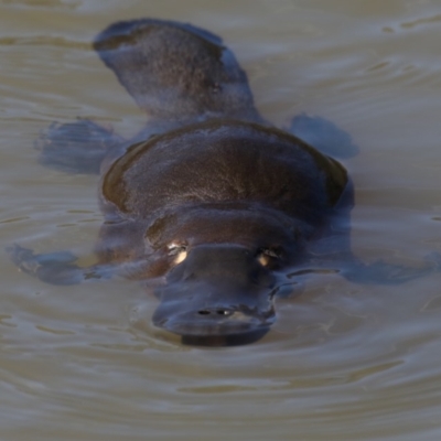 Ornithorhynchus anatinus (Platypus) at Paddys River, ACT - 25 Aug 2019 by jbromilow50