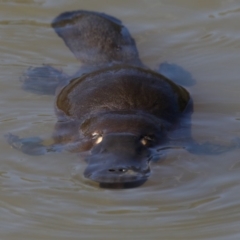 Ornithorhynchus anatinus (Platypus) at Paddys River, ACT - 25 Aug 2019 by jbromilow50