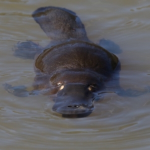 Ornithorhynchus anatinus at Paddys River, ACT - 25 Aug 2019