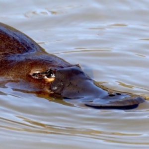 Ornithorhynchus anatinus at Paddys River, ACT - 25 Aug 2019